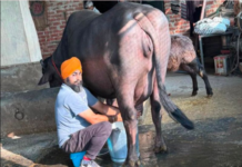 Mohali dairy farmer’s journey from small unit to thriving 300-animal enterprise